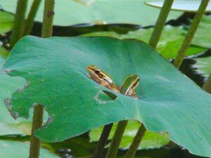 Two Frogs in a Lilly Pad