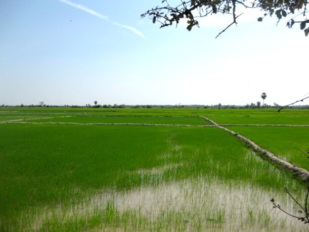 Rice Fields Sprouting
