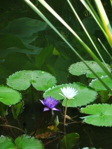 Blue & White Water Lilies