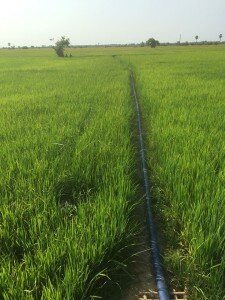 Rice fields around Sre Prey